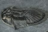 Detailed Thysanopeltis Trilobite - Top Quality Specimen #300549-2